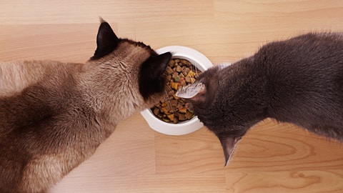 cibo gatto testiamo
